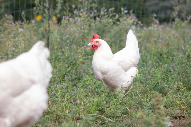 Potenzial von Zweinutzungshühnern im Ökolandbau