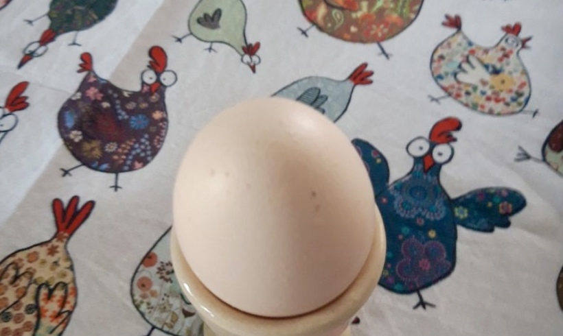 Frohe Ostern – Eierproduktion 2021