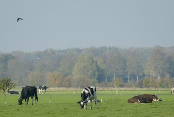 Rinderzucht – Bullenempfehlungen für ökologische Milchviehbetriebe