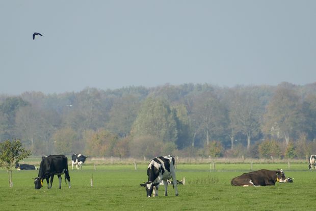 Rinderzucht – Bullenempfehlungen für ökologische Milchviehbetriebe