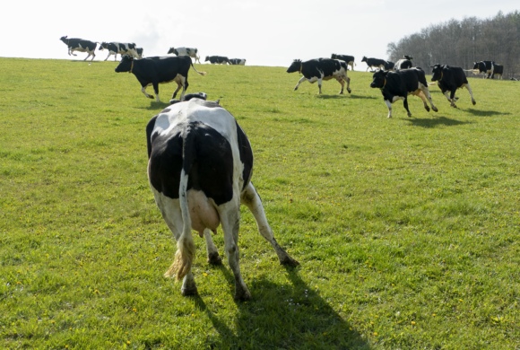 Beiträge des Fachforums für ökologische Rinderzucht 2022 jetzt online