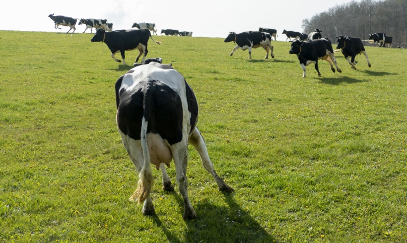 Beiträge des Fachforums für ökologische Rinderzucht 2022 jetzt online