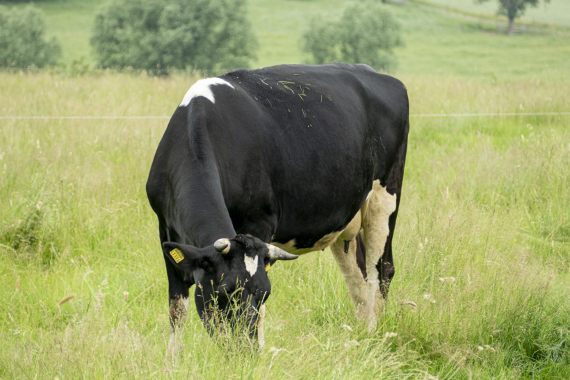 Einladung zum Webinar „Ökologischer Gesamtzuchtwert bei Deutschen Holsteins“