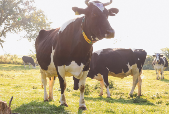 „Ökologischer Zuchtwert“ jetzt auch für die Rasse Holsteins – online Veranstaltung