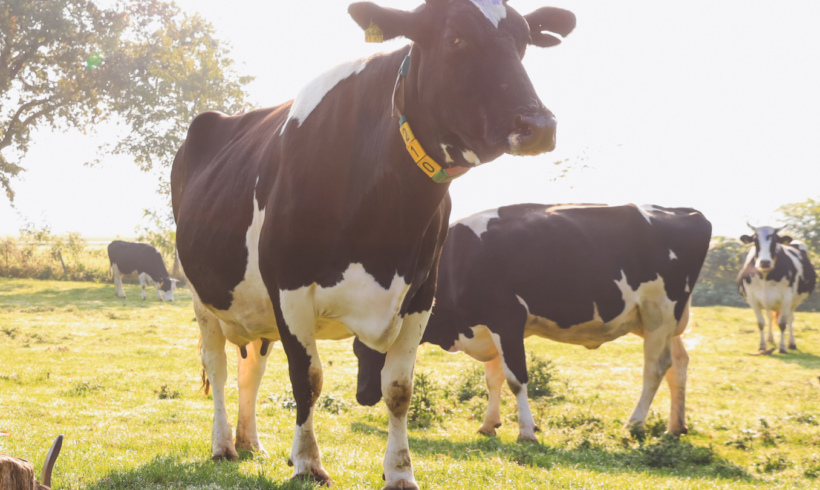 „Ökologischer Zuchtwert“ jetzt auch für die Rasse Holsteins – online Veranstaltung