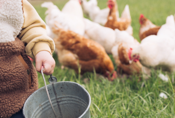 Ressourcenschonende Fütterung von Zweinutzungshühnern