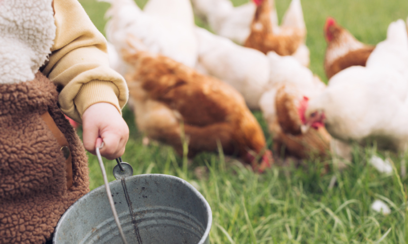 Ressourcenschonende Fütterung von Zweinutzungshühnern